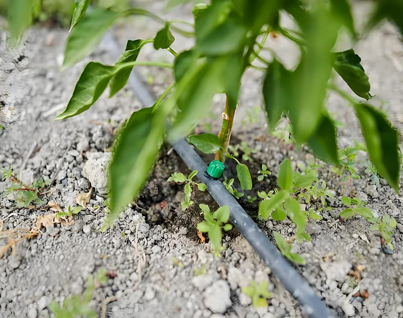 Sistema de irrigação por gotejamento